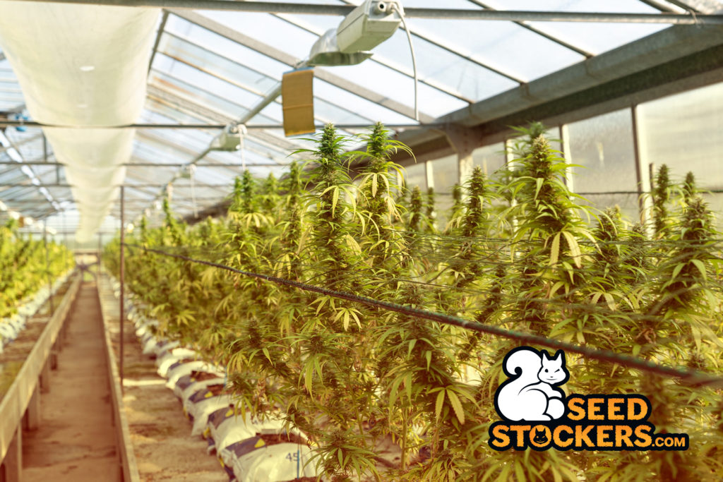 plantación marihuana