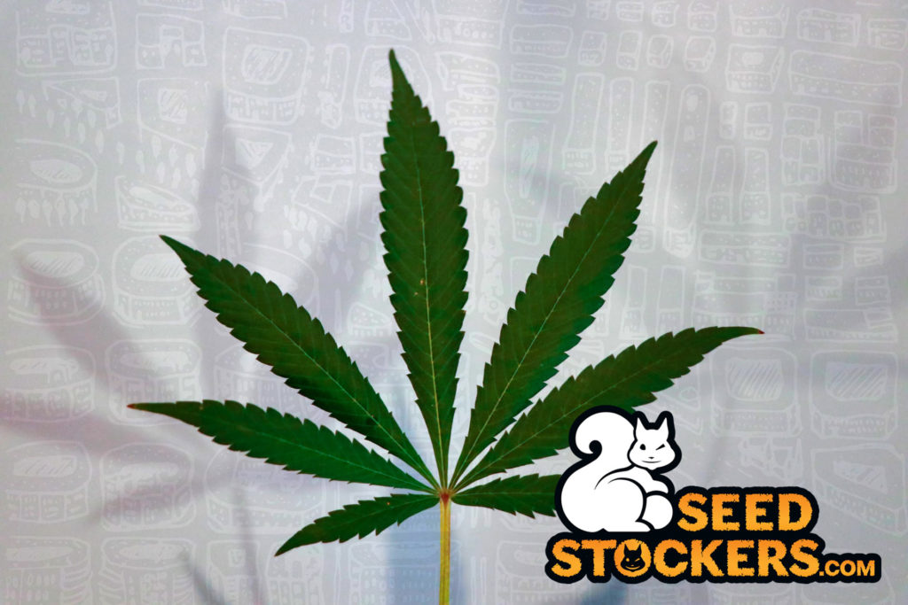 foglia di cannabis