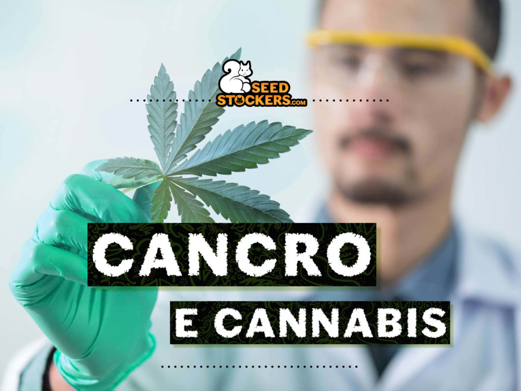cancro e cannabis cancro e cannabis
