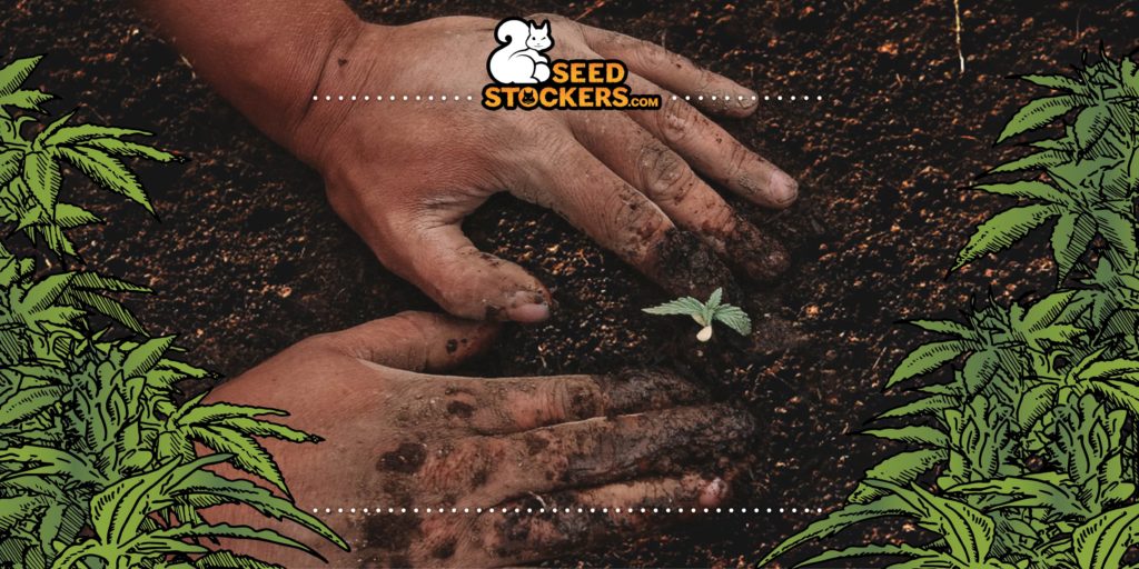 what to consider when growing cannabis what to consider when growing cannabis