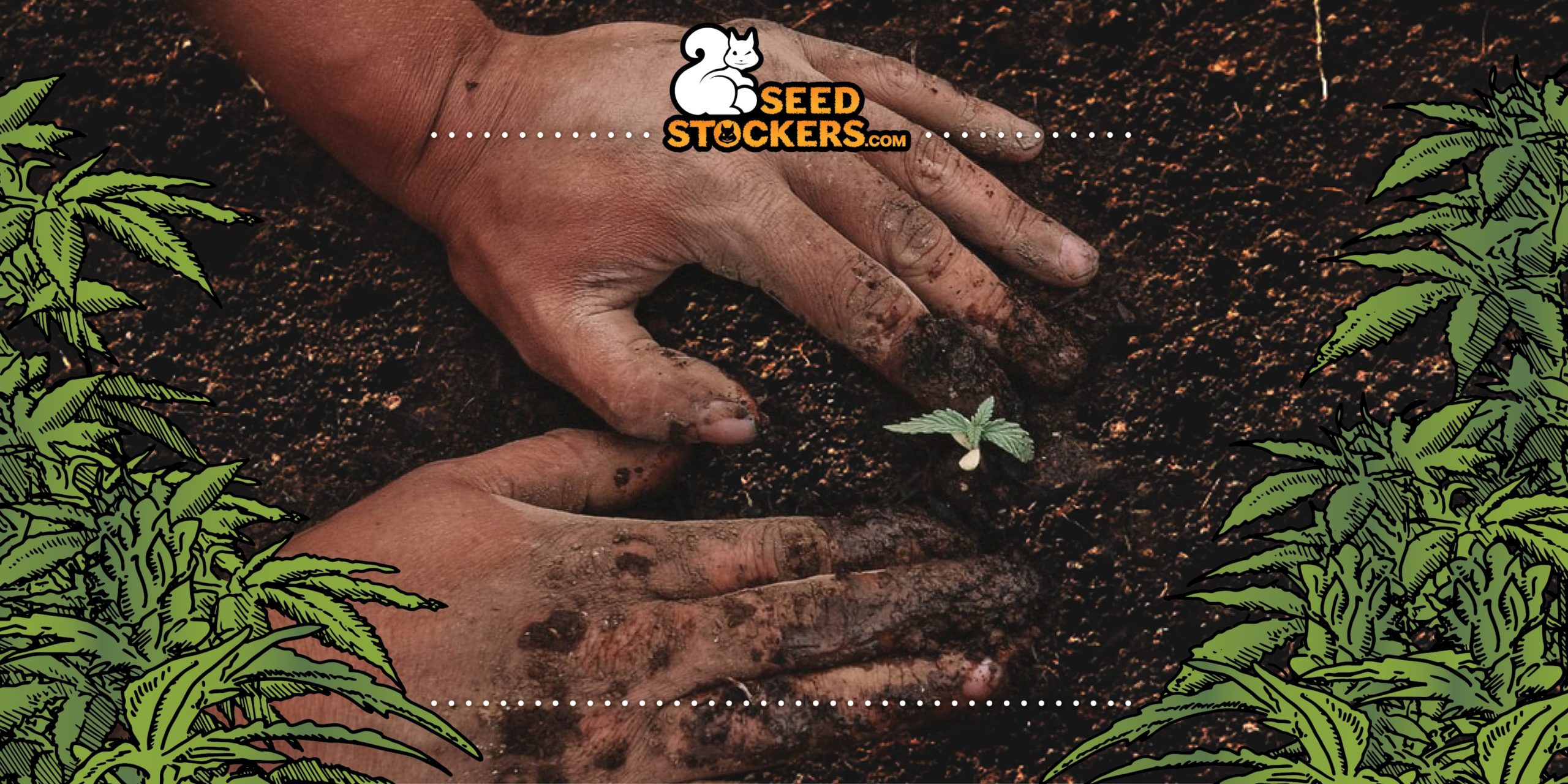 what to consider when growing cannabis