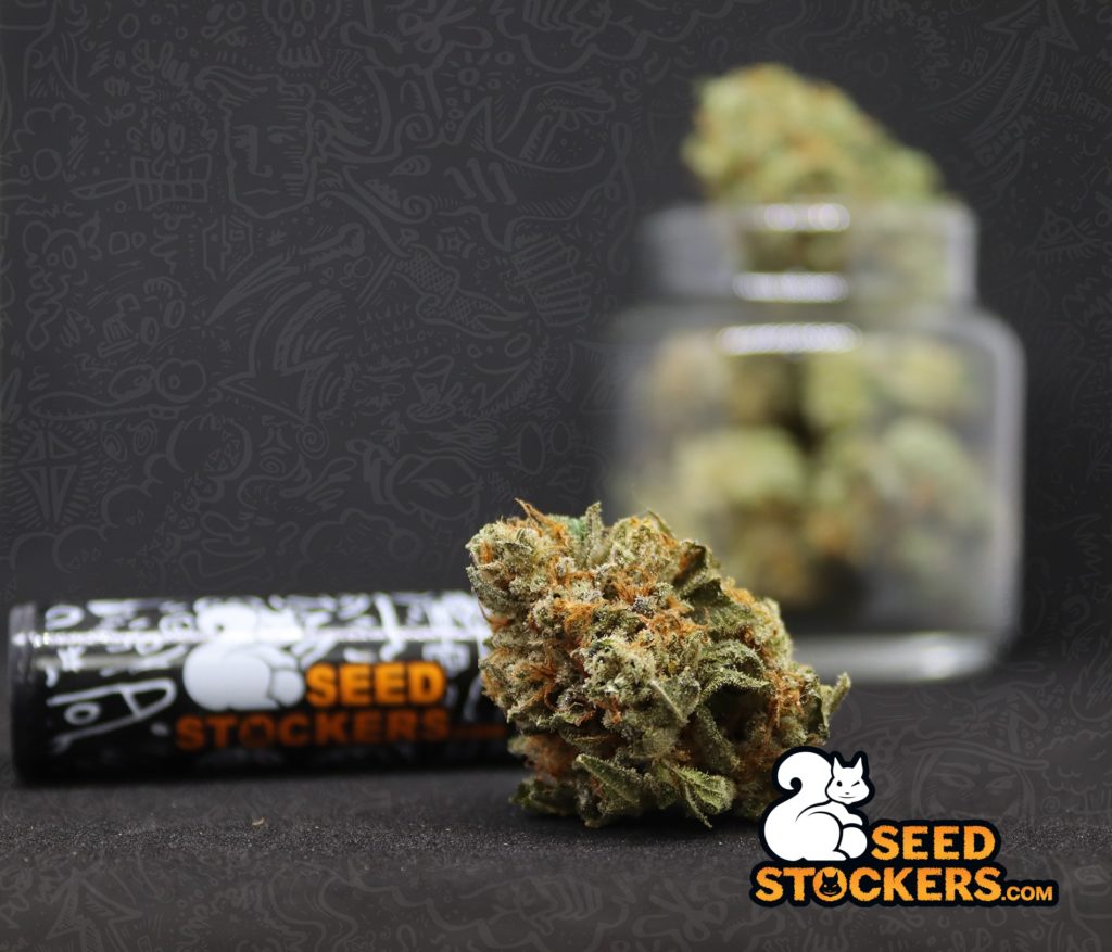 cannabis cannabis