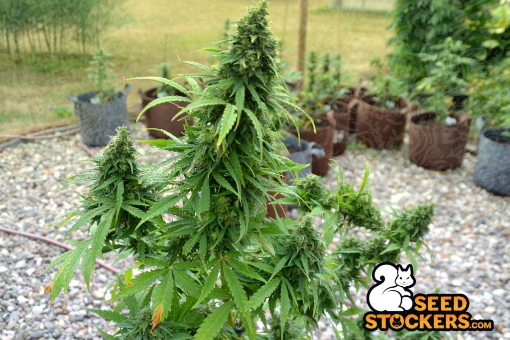 outdoor growing outdoor growing