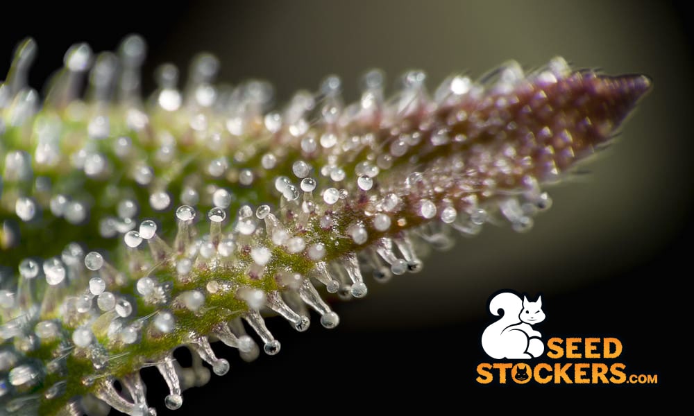 Cannabis trichomes cannabis trichome
