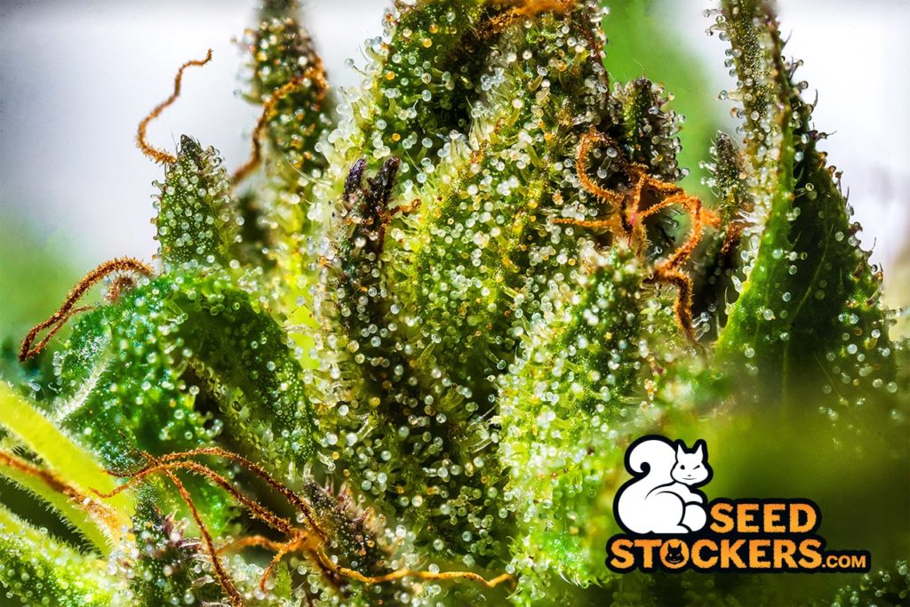 Santa Marta Haze trichomes Santa Marta Haze trichomes