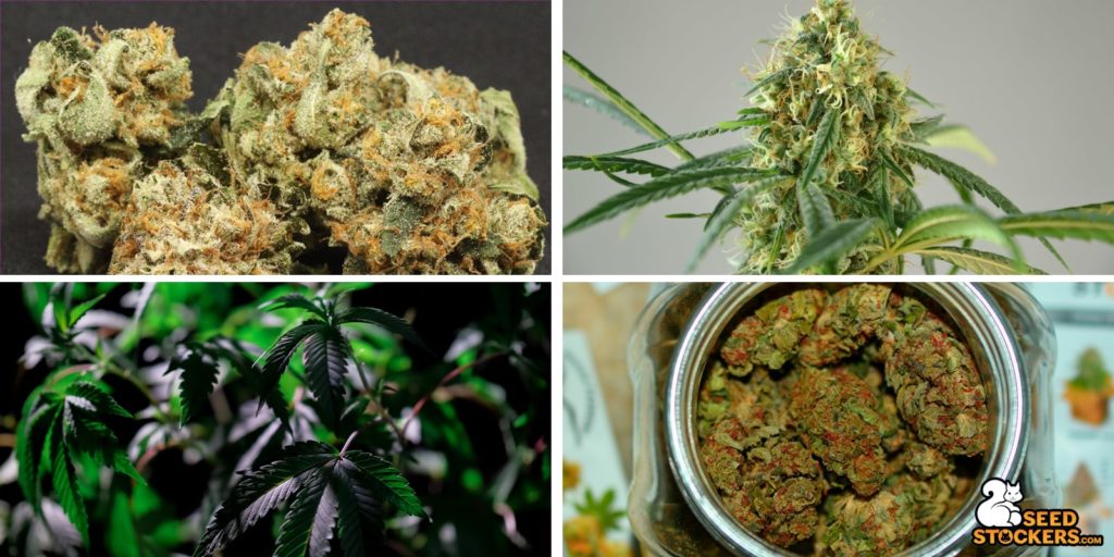 seedstockers og varieta