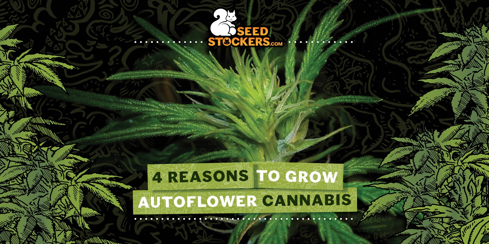 4 motivi per coltivare cannabis autofiorente