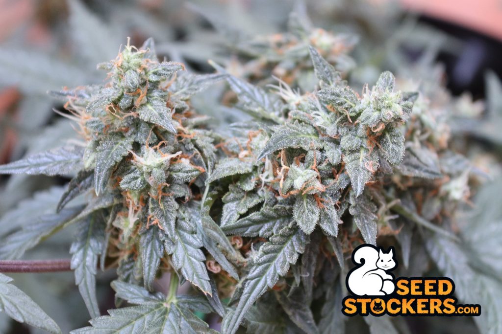 AK420_auto AK420_auto