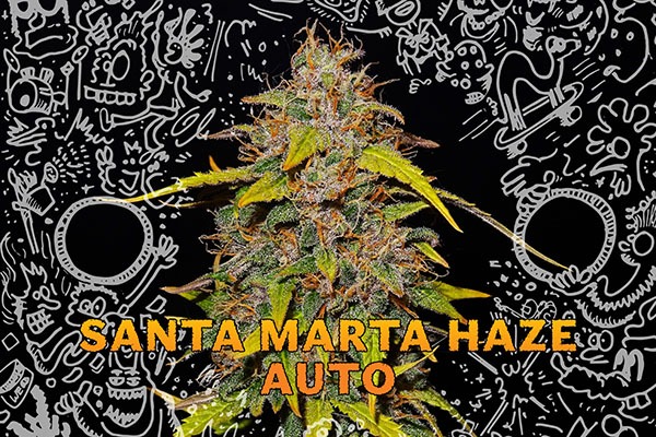 Autoflowers cannabis cup Autoflowers cannabis cup