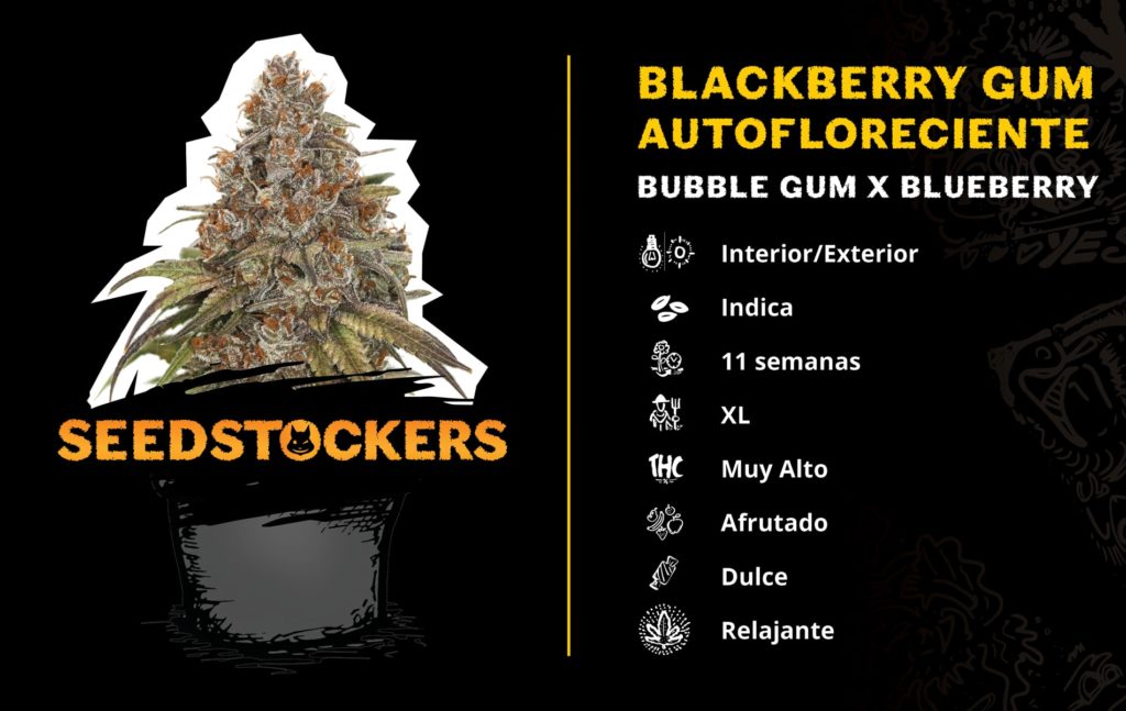 Blackberry-Gum-HomeGrown-Cup-2020-AUTO