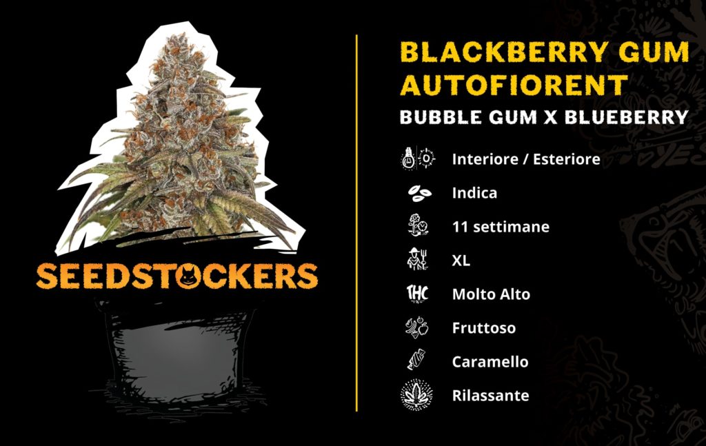 Blackberry-Gum-HomeGrown-Cup-2020-AUTO_IT