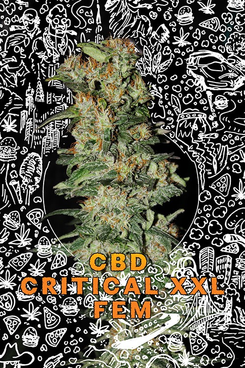 CBD cannabis cup CBD cannabis cup