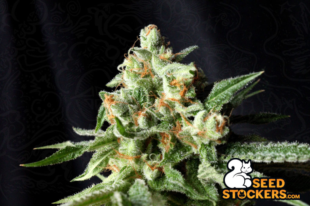 Flower-of-Super-Skunk-Fem