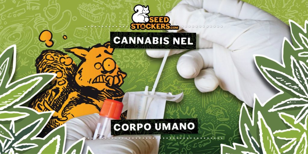 cannabis nel corpo umano cannabis nel corpo umano