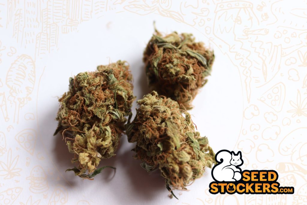 weed buds weed buds