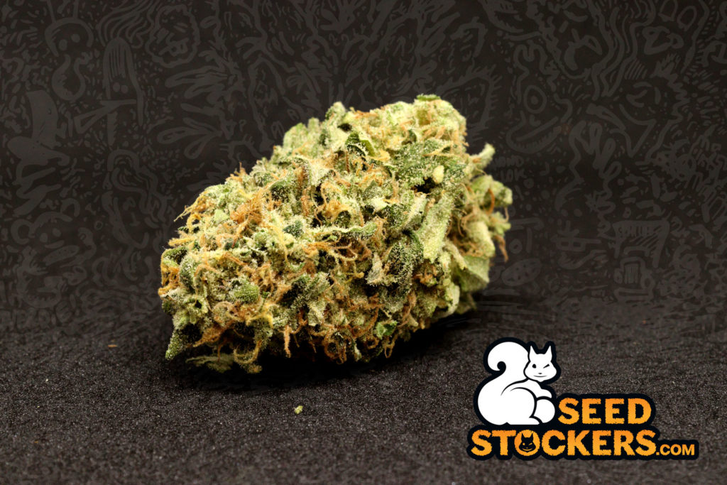 cannabis bud