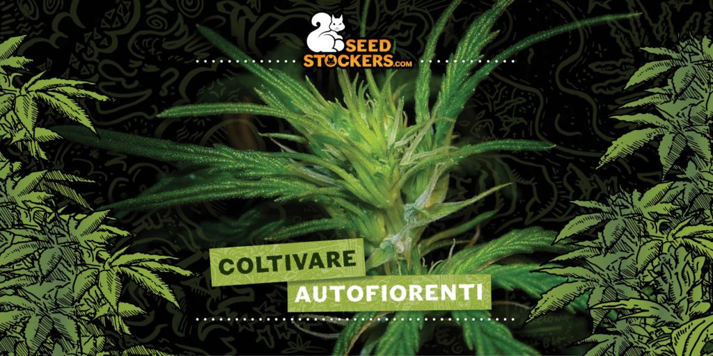Coltivare-autofiorenti