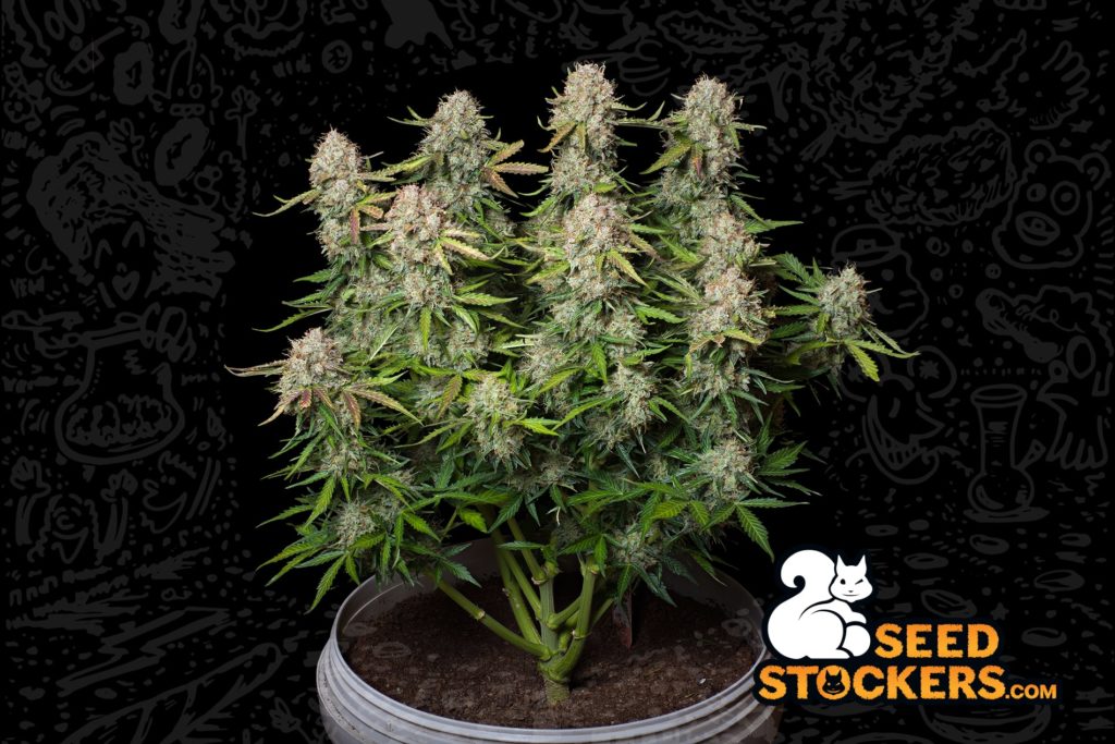 White widow auto White widow auto