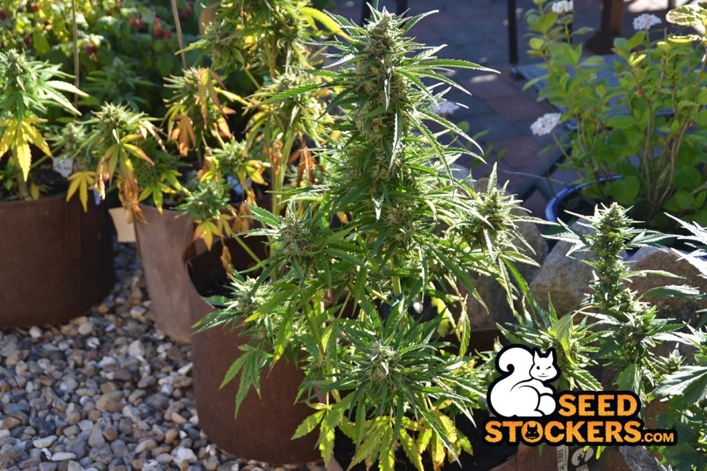 black-gum-auto-outdoor black-gum-auto-outdoor