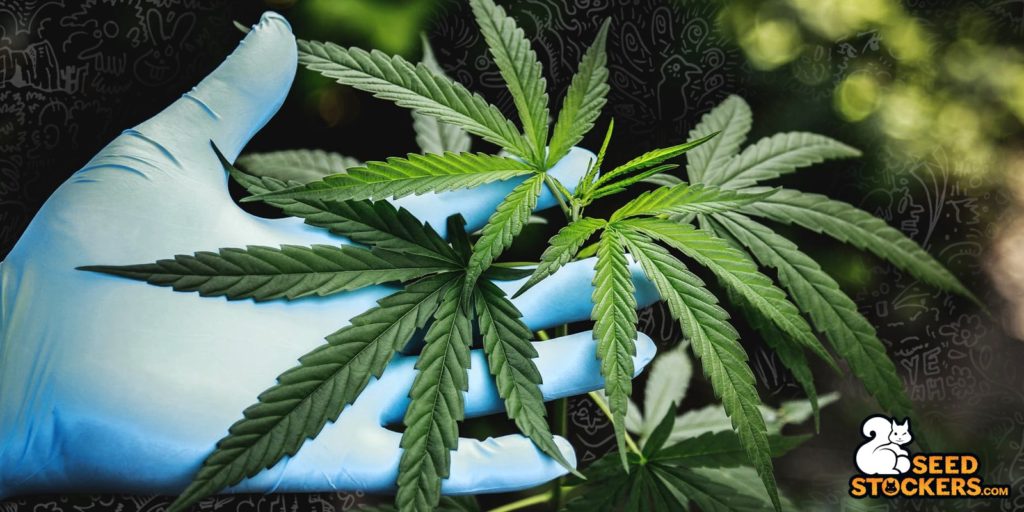 cannabis leaves