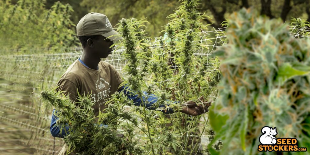 drying cannabis