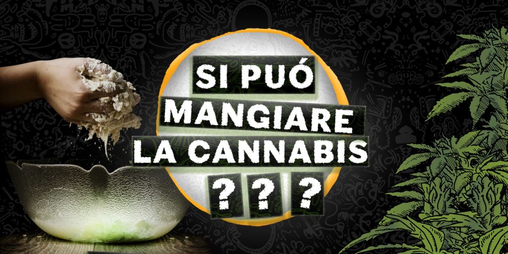 si puo mangiare la cannabis si puo mangiare la cannabis