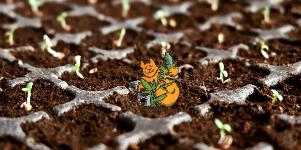 cannabis-seeds-growing