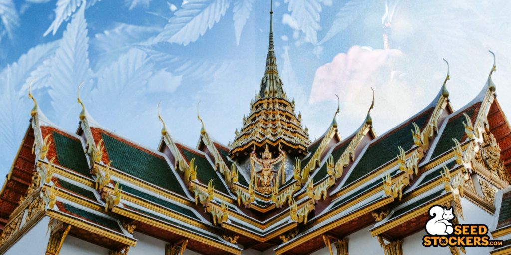 cannabis-tailandia