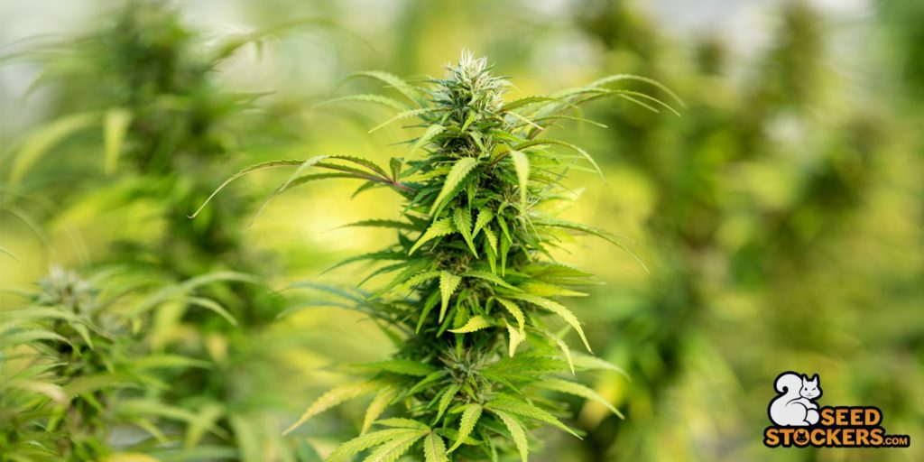 variedad-thai-stick