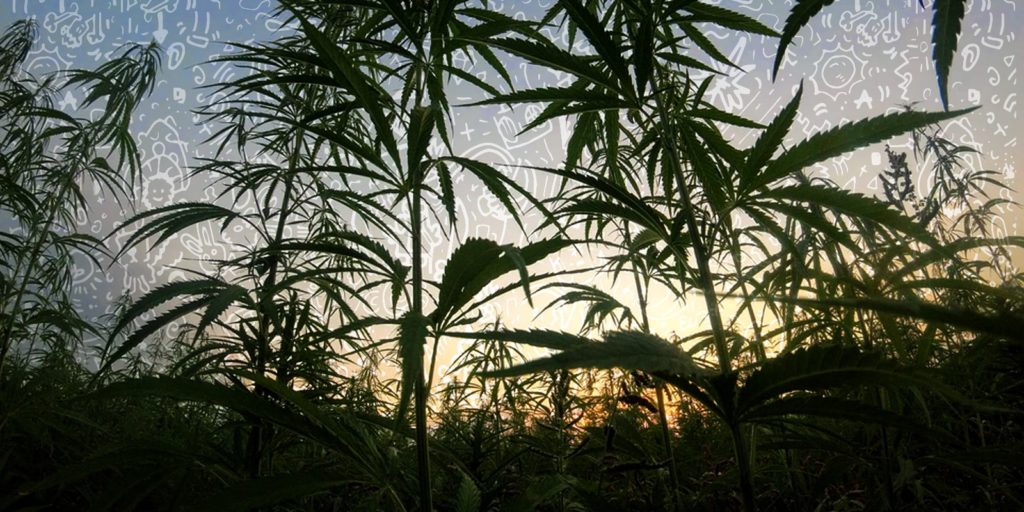 cannabis plants