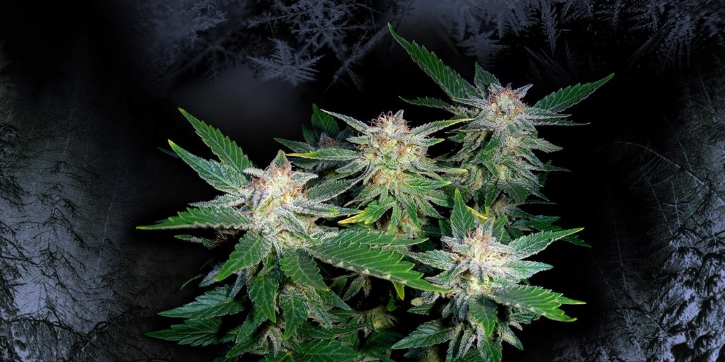 white widow autofloreciente hojas