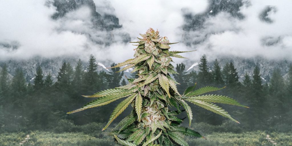 gorilla glue autofloreciente planta
