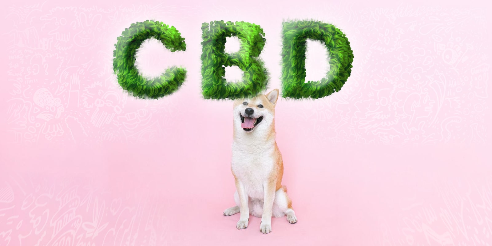 CBD for pets: what it is and how to use it