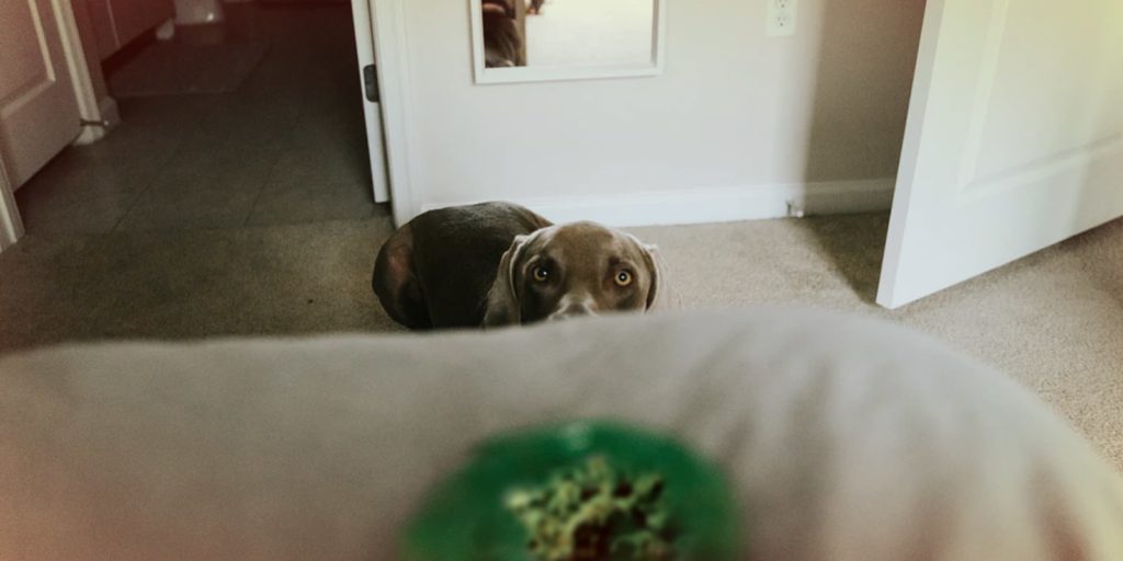 cbd pets cbd pets