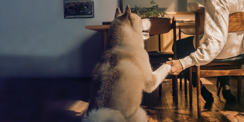 cbd for pets dog cbd for pets dog