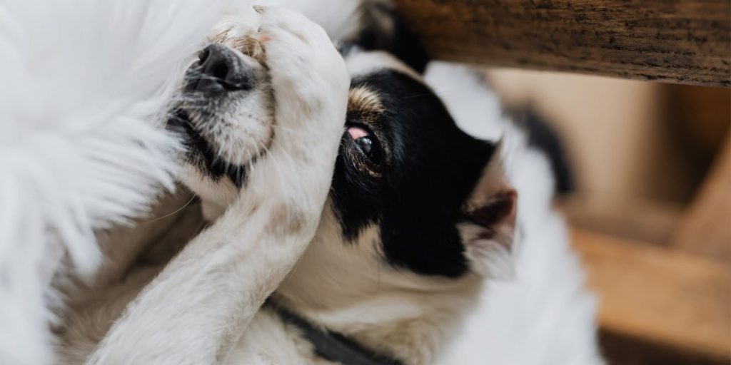 cbd for pets dog cbd for pets dog
