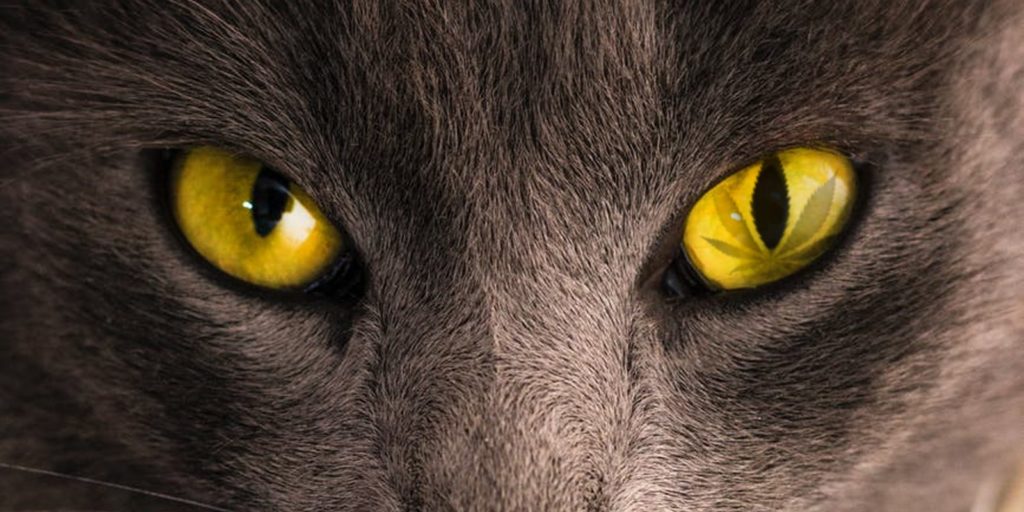 cbd for cat cbd for cat