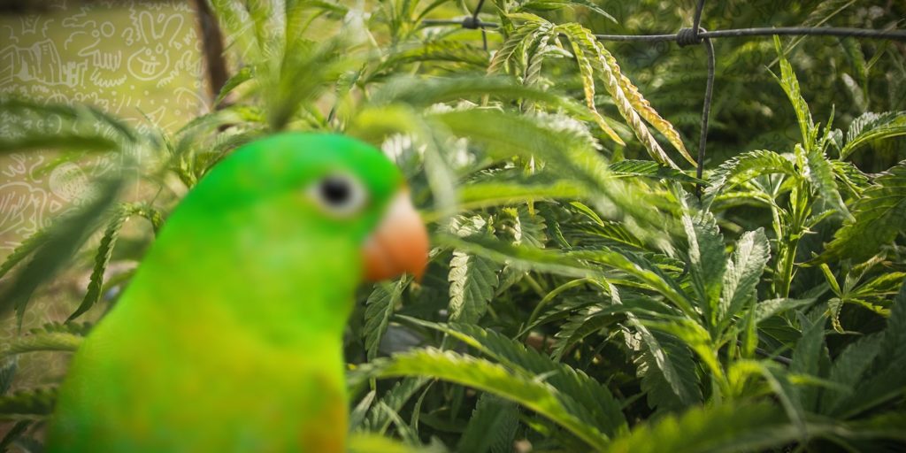 costa-rica-medical-cannabis
