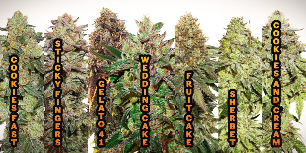 variedades cookies seedstockers