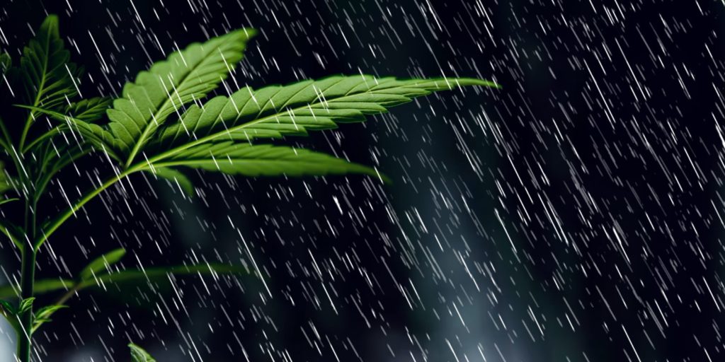 best strains to grow cannabis outdoors
