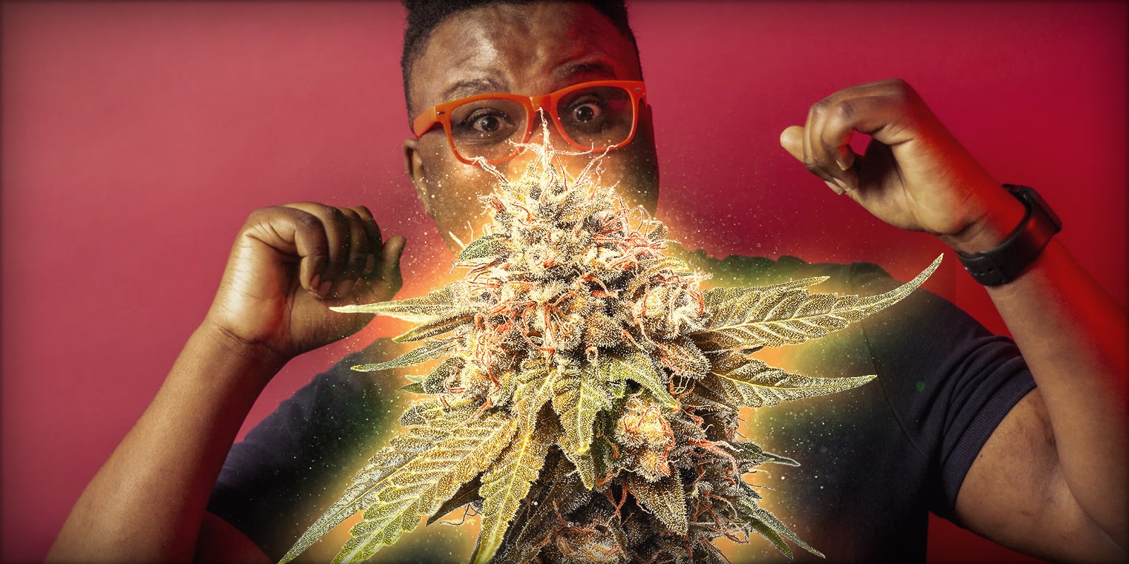Cómo aumentar los terpenos en el cannabis