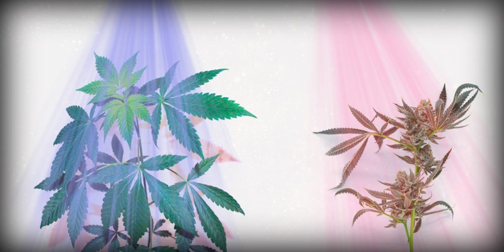 cannabis grow lights