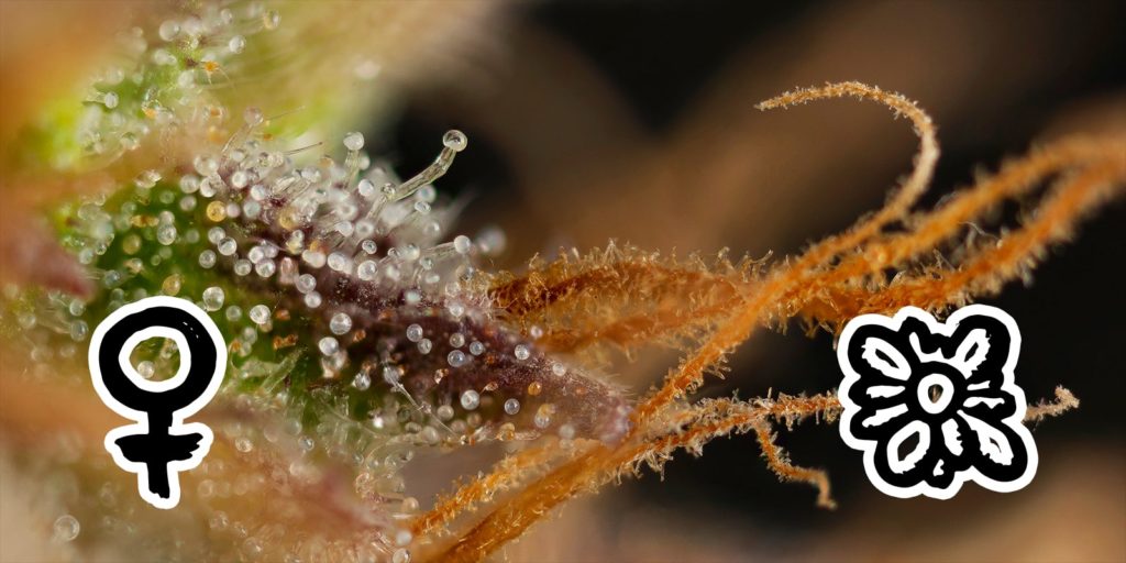 fem or auto seeds