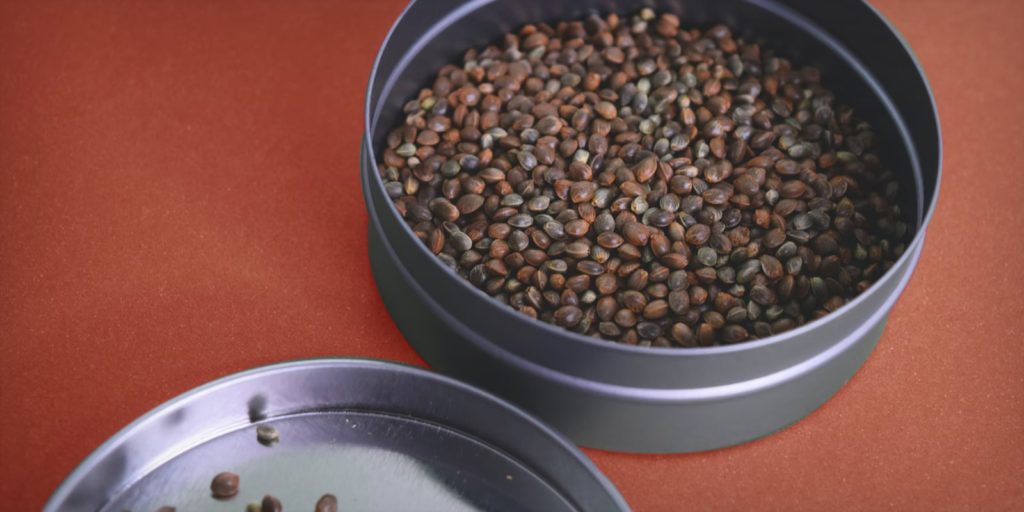 hemp seeds