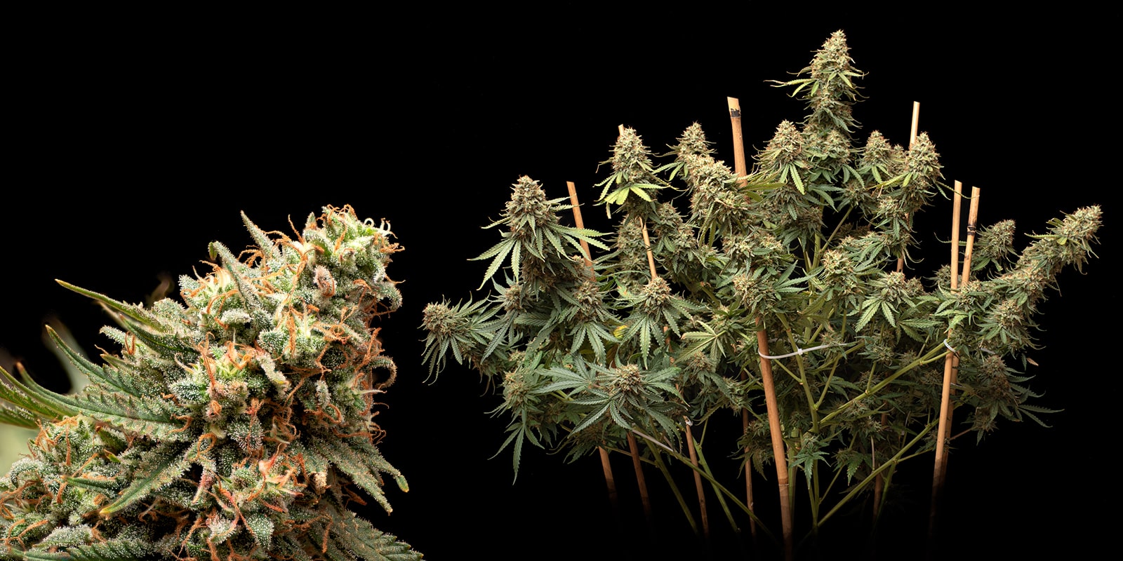super skunk auto