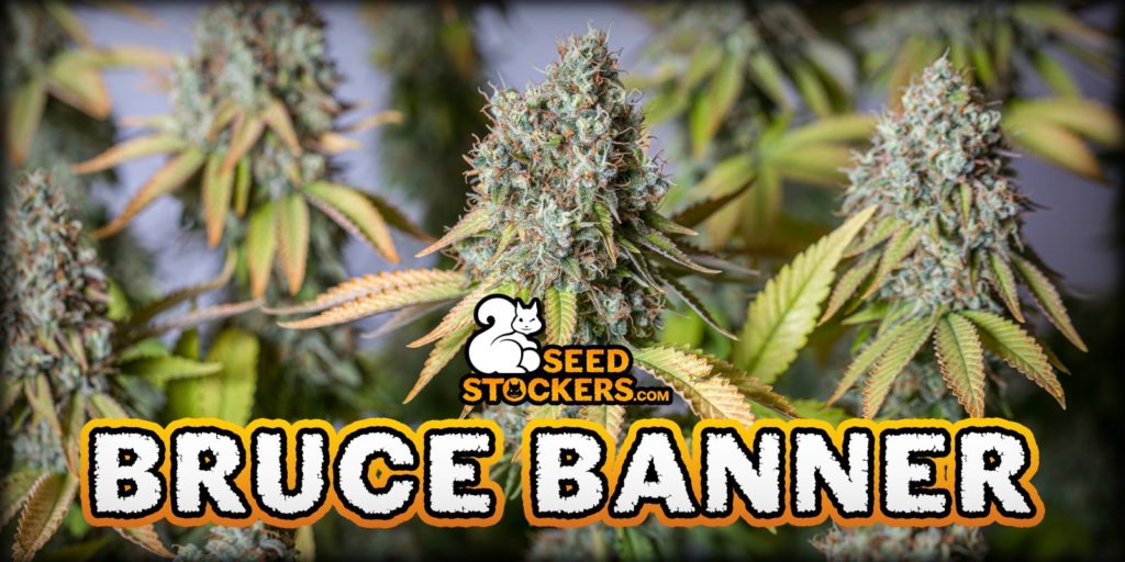 bruce banner