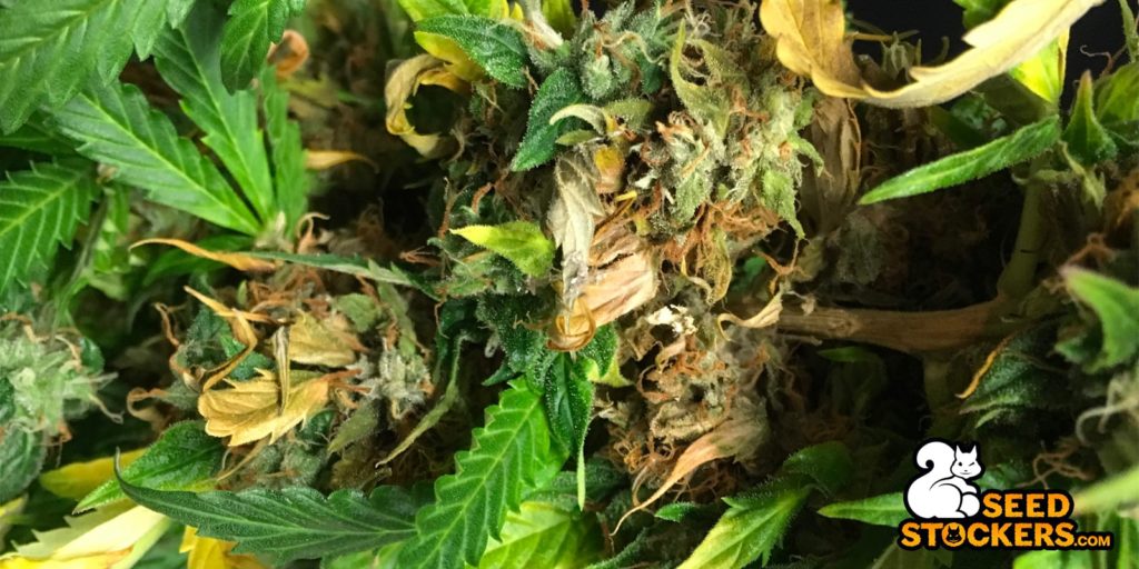bud root