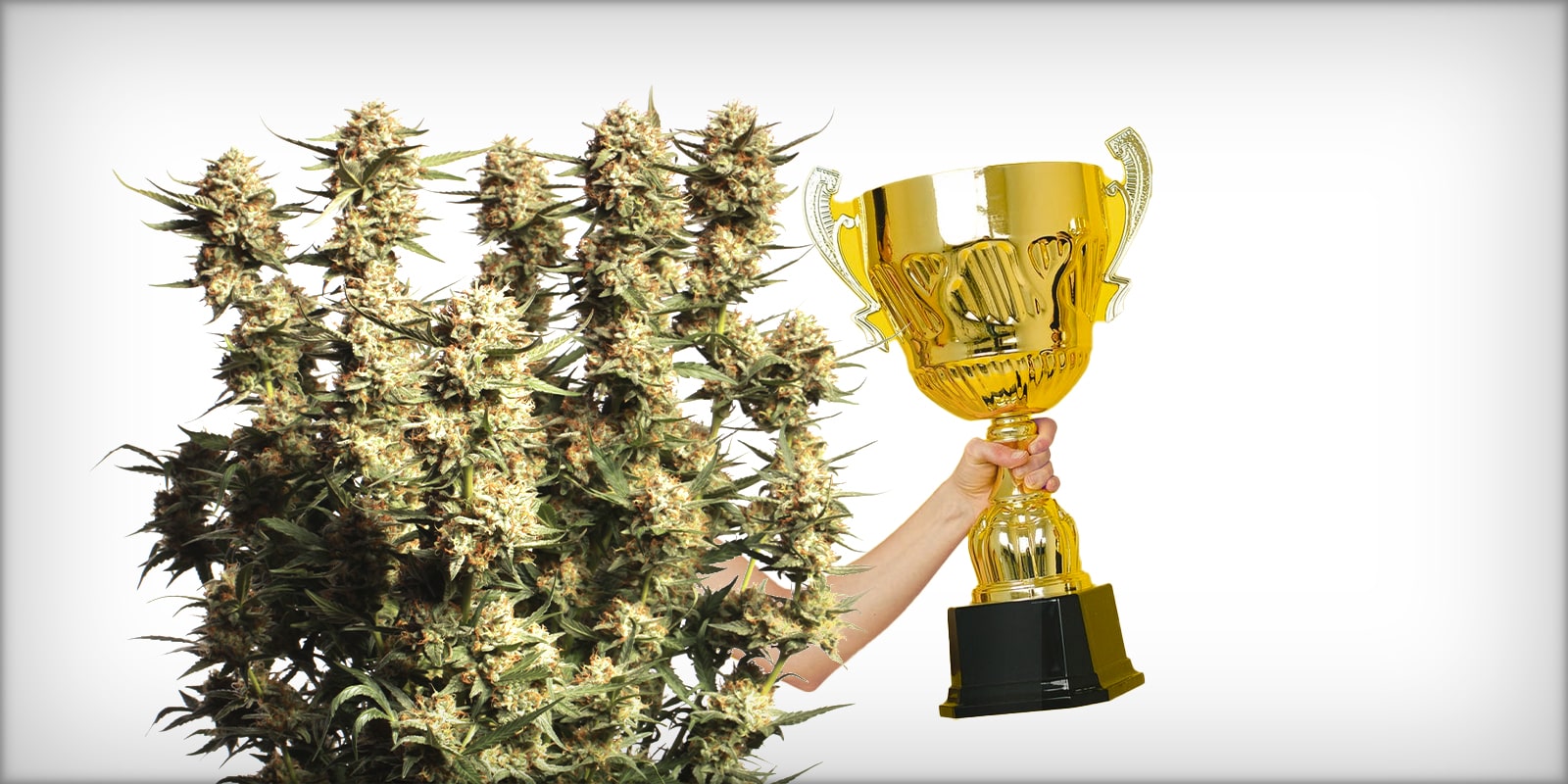 Seedstockers’ Cup Winners: Get 30% discount on our cup winning strains!