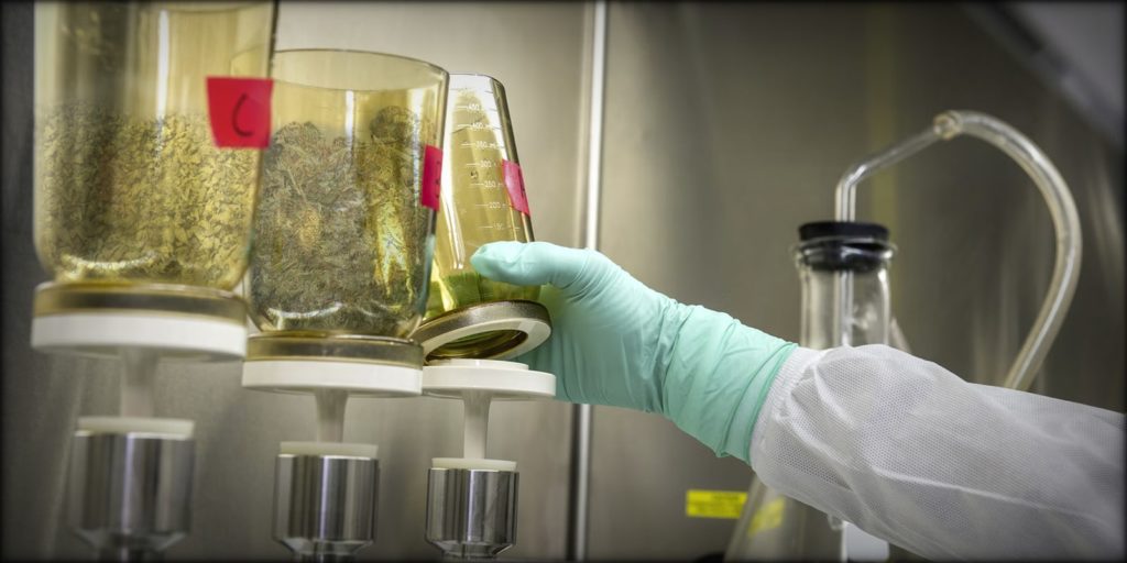 extraction flavonoïdes