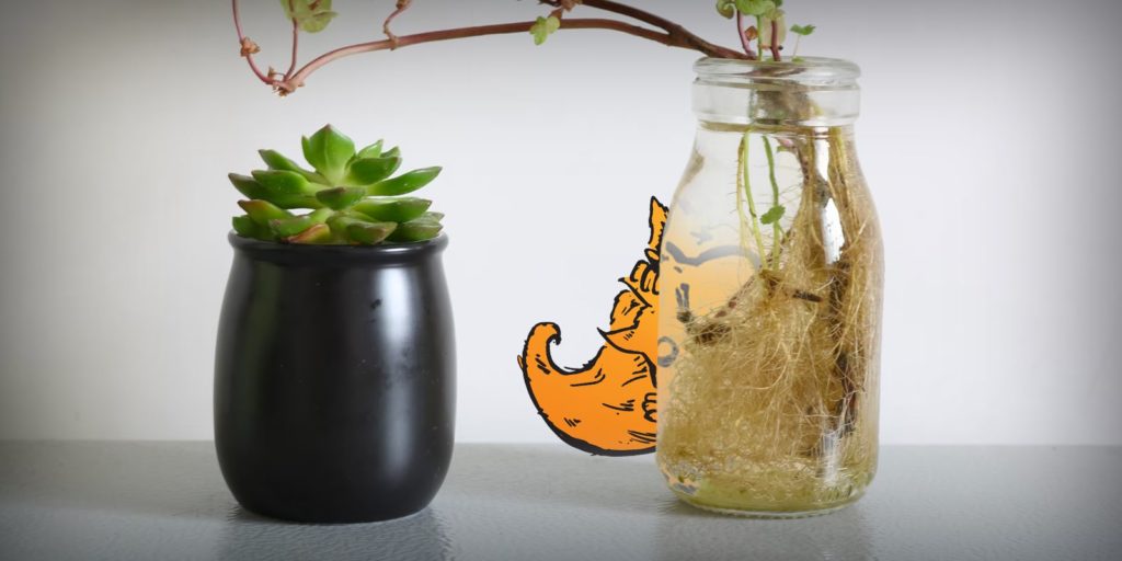 roots pot